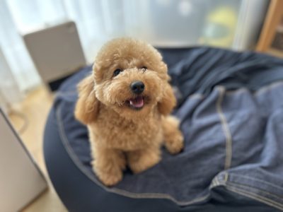 お散歩の悩みはおおけれど。。。千差万別ね。