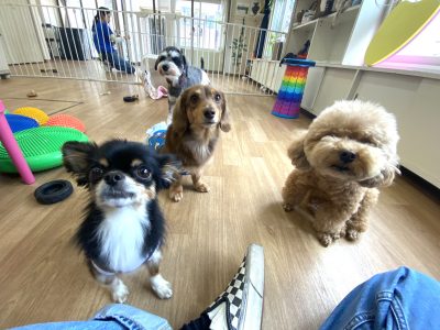 ハウスドッグ?クラス2024/7/19