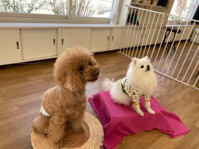 ハウスドッグ?class　2024/3/22