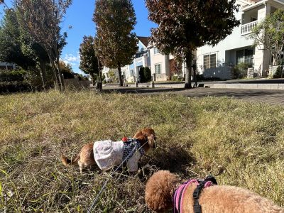 犬が自然に暮らすとを考えてあげよう