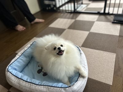 つまらない毎日　ただ歩くだけの散歩