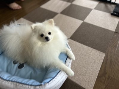 パピーの抱っこは忍耐で丁寧に