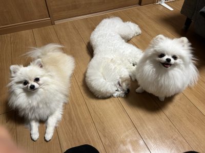 多頭のお家はトータルレッスン継続です