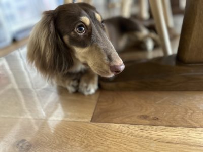 犬の行動は１回出来ても偶然。積み重ねの構築