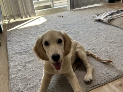 パピーを迎えての戸惑いは当たり前。