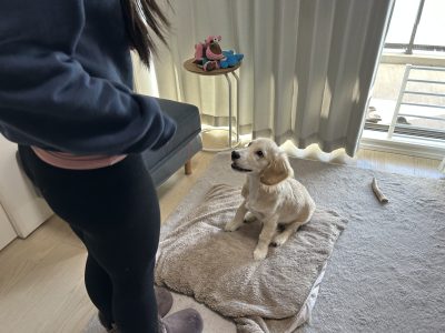 大型犬?のレッスンはなぜ厳しいの?？