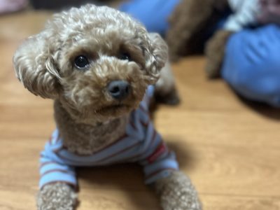 犬は真似をして学ぶ