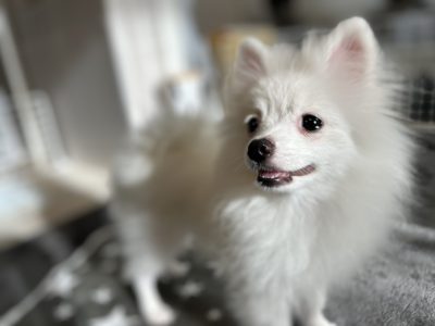 ２か月からスタートできるパピーレッスン