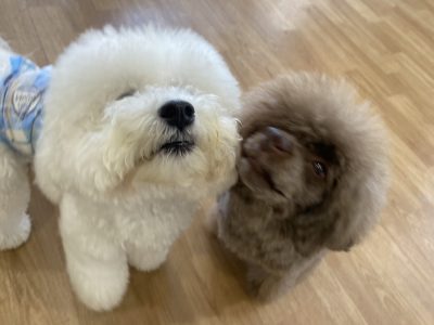 ハウスドッグ?クラス　2024/7/26