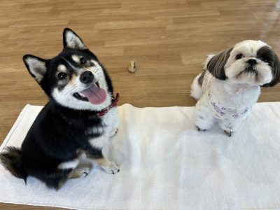 ハウスドッグ?CLASS　2023/11/24