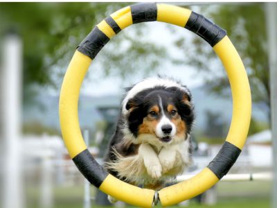 Vol.3｜犬の「できた！」がもたらす自己効力感の科学
