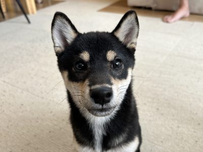 犬との生活　ゲージで仕切る必要あるの？！