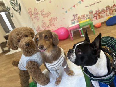 ハウスドッグclass　2024/3/29