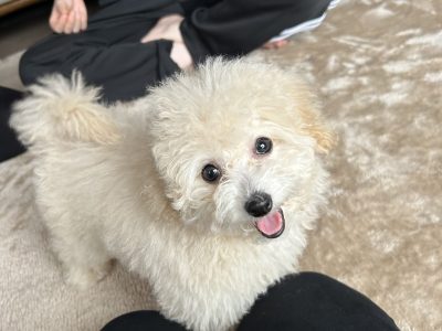 なんで飛んでばかり跳ねてばかりなの？