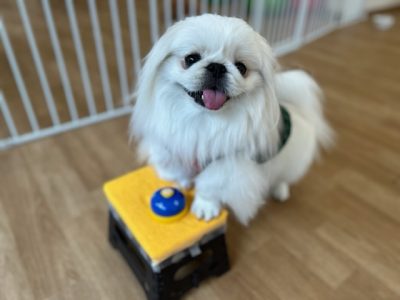 2023/8/4 ★　ハウスドッグCLASS実施