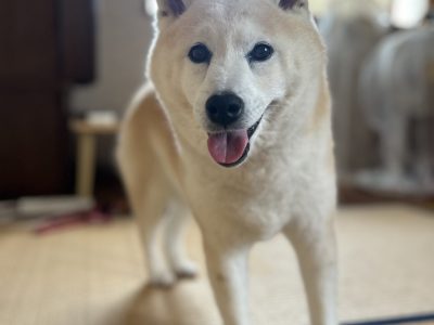 出張犬の整体　ご依頼ください❣