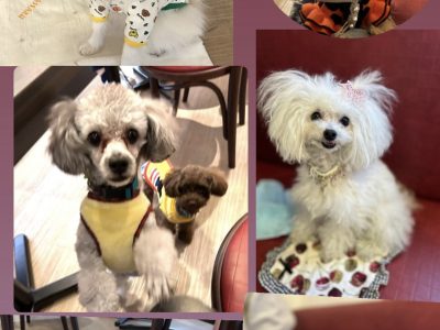 神楽坂ドッグカフェ　ELZAさんイベントありがとうございました。