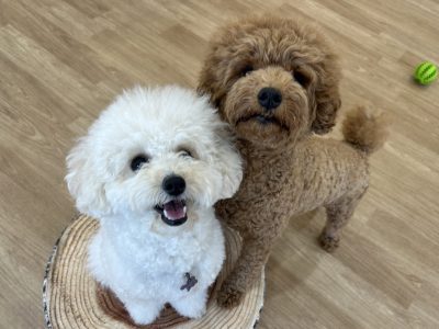 ８月ハウスドッグクラススタートDAY