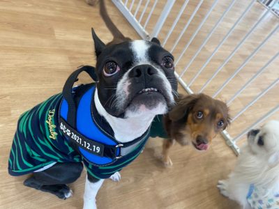 ハウスドッグ?class 2023/12/1