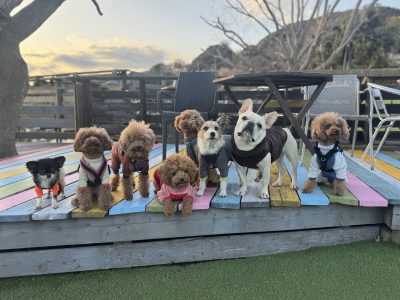 犬達のパックレッスン?お預かり遠征セッション2025年3月7日