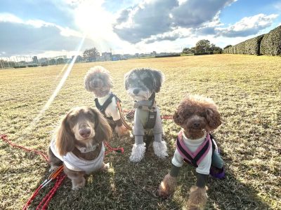 犬の群れとしての体験　DAY預かりセッションの効果