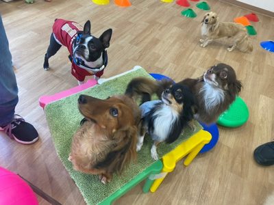 ハウスドッグ?class　2023/8/11