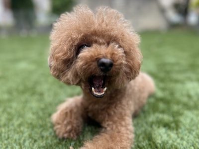 苦手な環境で、その子の気持ちがまぎれるツールを使う重要性