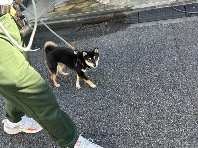 お散歩　パーソナルレッスン　つばさ