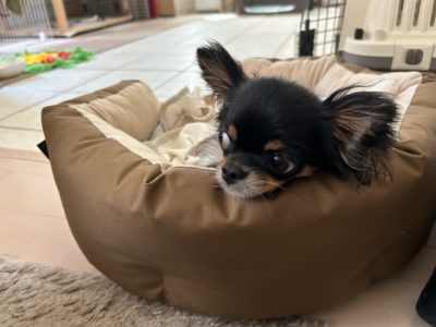 褒めて終わる褒めて眠る心の育て方