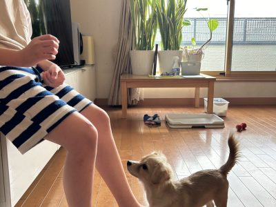 犬のしつけにに罰や器具でコントロールは無意味