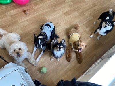 ハウスドッグclass　2024 /4/3