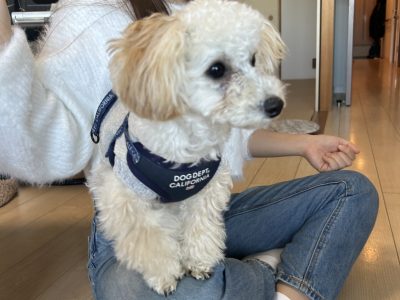 リバライブのトレーニングはトレーニングじゃなくて、犬への理解かな(^_-)-☆