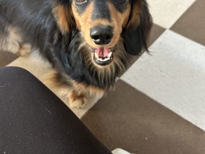 成犬になってからのトレーニングとは