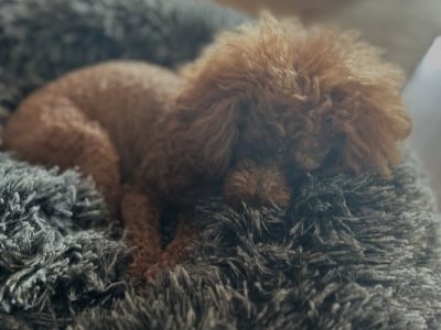 寝相からわかる「うちの子の本音」