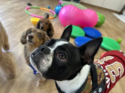 ８月ハウスドッグクラス　８月９日