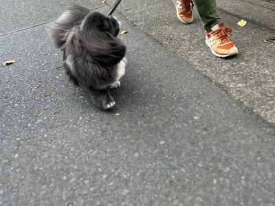 犬が歩かない——それは「わがまま」ではなく“サイン”です