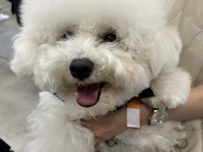 多頭わんこのレッスンは覚悟してがんばれ！！