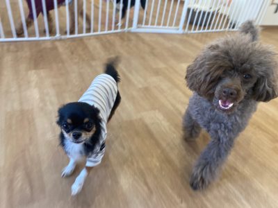 ハウスドッグ?CLASS 2023/12/8