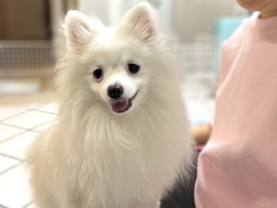 パピーパーソナルレッスンしつけ　とは