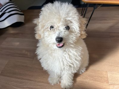 パピーレッスンは慌てない事。安心してください(^^♪