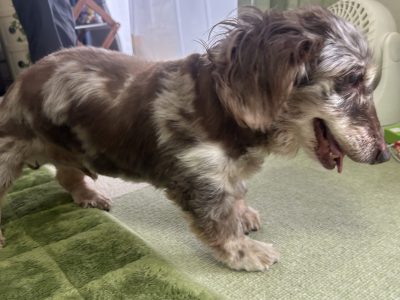 18歳　出張犬の整体