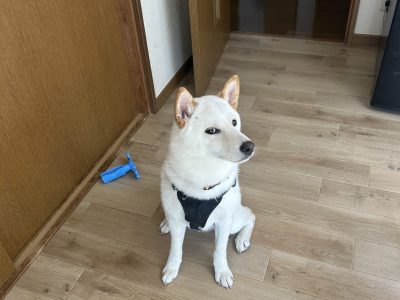 犬が落ちつく場所やスペースを作る事