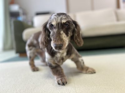 リバライブ整体　17歳ダックスちゃん