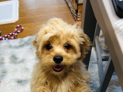 湘南・鎌倉で人気のドッグトレーナー｜パピーの落ち着きがない行動も安心のパピーレッスン