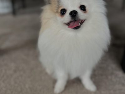 トイレ【「しなくなった」んじゃなくて、「したくない理由」があるかも】