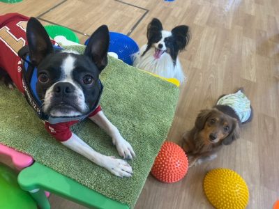 ハウスドッグ?class 2023/8/25