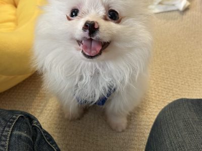 パピーカウンセリングで安心してもらえる感動