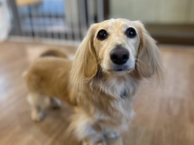 勉強熱心だけどユーチューブにあなたの犬の答えはあるかな？？？！?