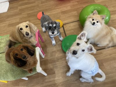 ハウスドッグクラス　2024/8/18