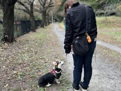 犬のお散歩がうまくいかない理由と、心を通わせるための第一歩